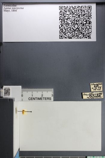 Media type: image;   Entomology 557140
